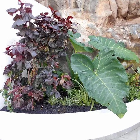 - Bouganvilla פונשל