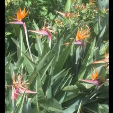 Lejlighed - Bouganvilla *