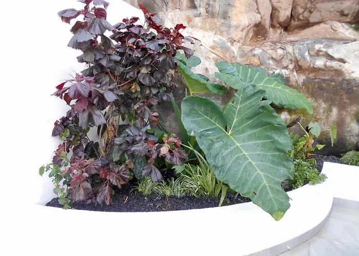 - Bouganvilla Funchal (Madeira)