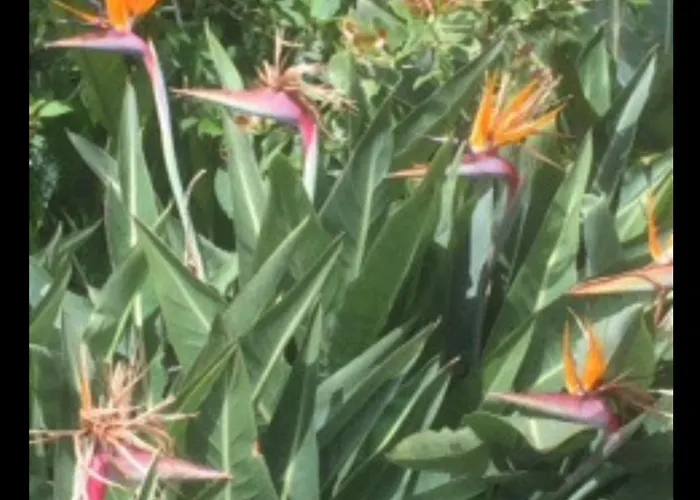 Apartamento - Bouganvilla *